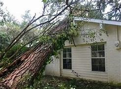 Tree Smashes House